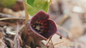 季節の映像　太郎山裏参道　ウスバサイシン