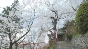 岩谷堂観音　義仲桜が満開　上田市丸子町御岳堂