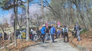 絶好のお花見日和　祢津城山史跡さくら祭り　東御市祢津