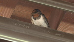 道の駅雷電くるみの里にツバメ　東御市滋野
