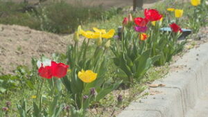 青木村殿戸でチューリップが見頃