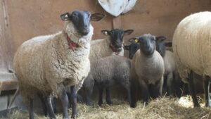 信州大学繊維学部　大室農業　広い敷地で子ヒツジのびのびと　東御市和