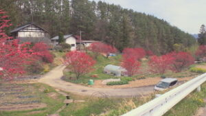 季節の映像　青木村の民家周辺でハナモモ見頃　青木村村松中地区