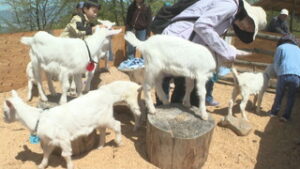 上田市塩川にオープン　ヤギと触れ合う牧場