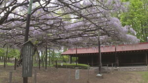 信濃国分寺史跡公園　カバンの藤咲き始め　上田市国分