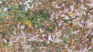 亜高山帯　湯の丸高原で春の花探し　東御市