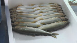 臼田養魚場　今シーズンの鮎の出荷はじまる　上田市常入