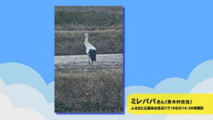 視聴者からの写真　青木村でコウノトリ