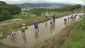 豊殿小学校５年生　稲倉の棚田で田植え　上田市殿城