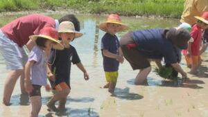 日向幼稚園　園児が田植え　上田市築地