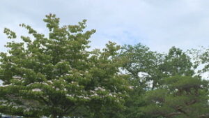 蒸し暑い１日　今後の天気は？