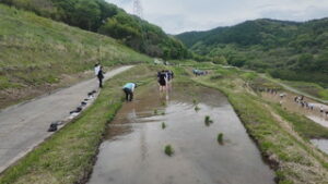 まるっと０２６８　５月８日 ・稲倉の棚田で東京の高校生が田植え体験 ・かな絵会 油彩画展 ・UCV創立記念日でごみ拾い