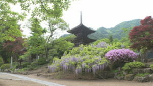 県内外から多くの人　前山寺フジの花見ごろ　上田市前山　