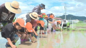 地域の人が作ってくれた田んぼで　田植え　みのり保育園