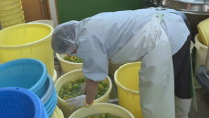今年は豊作　梅漬け大忙し　道の駅あおき　