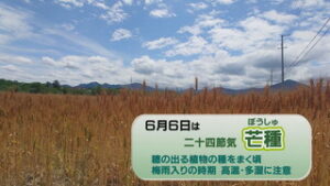 二十四節気　芒種