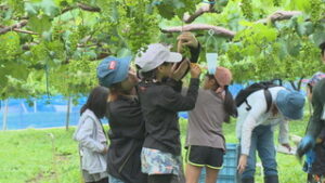 特産品を楽しく学ぶ　とうみ巨峰倶楽部　粒抜き体験　東御市滋野