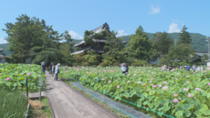 信濃国分寺でハスのフェスタ