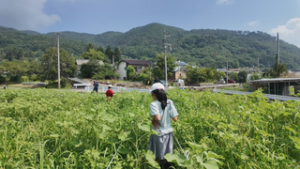 地元に足をはこぶきっかけに　浦里小２年生　ひまわり迷路づくり　上田市浦野
