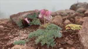 湯の丸高原池の平湿原　高山植物見ごろ