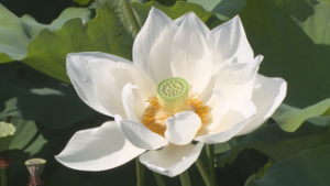 ハスの花が見ごろ　上田市保野