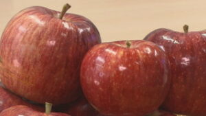 季節の味だより　シナノリップ　新鮮市真田直売所