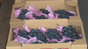 味良好で糖度も十分　ナガノパープル出荷はじまる　東御市和