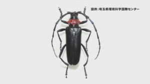 クビアカツヤカミキリ　東御市内でも確認　市が見回り