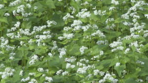 まるっと０２６８　９月１日　第１３回そばの花　実まつり・生活道路での法定速度引き下げ