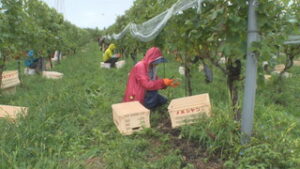 長雨受け急ピッチで作業すすむ　椀子ヴィンヤード　ワイン用ブドウ収穫　上田市長瀬
