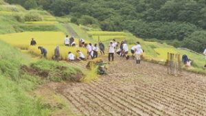 長雨の中　稲倉の棚田で稲刈り　上田市殿城　
