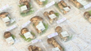 地物のマツタケ並ぶ　丸子農産物直売加工センターあさつゆ