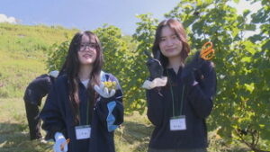 通信制高校　ID学園高等学校　生徒がワイン用ブドウの収穫を体験　東御市祢津