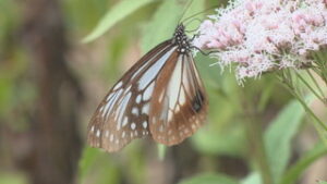 ゆうすげと蝶の里にアサギマダラ飛来　上田市下塩尻