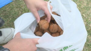 実りの秋を満喫　東御市でくるみの収穫体験　サンファームとうみ
