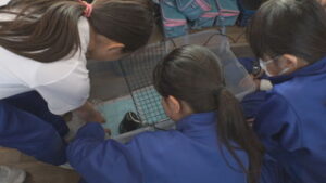 上田市立東小学校５年３組　クラスの一員として〇〇を飼育