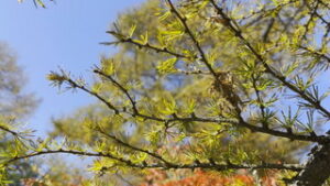 東御市湯の丸高原　紅葉