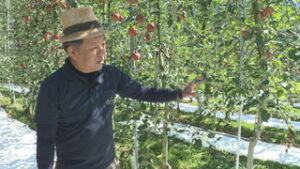 リンゴ「近年最高の出来」も　シカ・イノシシ対策が急務　上田市住吉